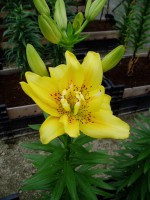 [1602 FataMorgana No01.JPG]